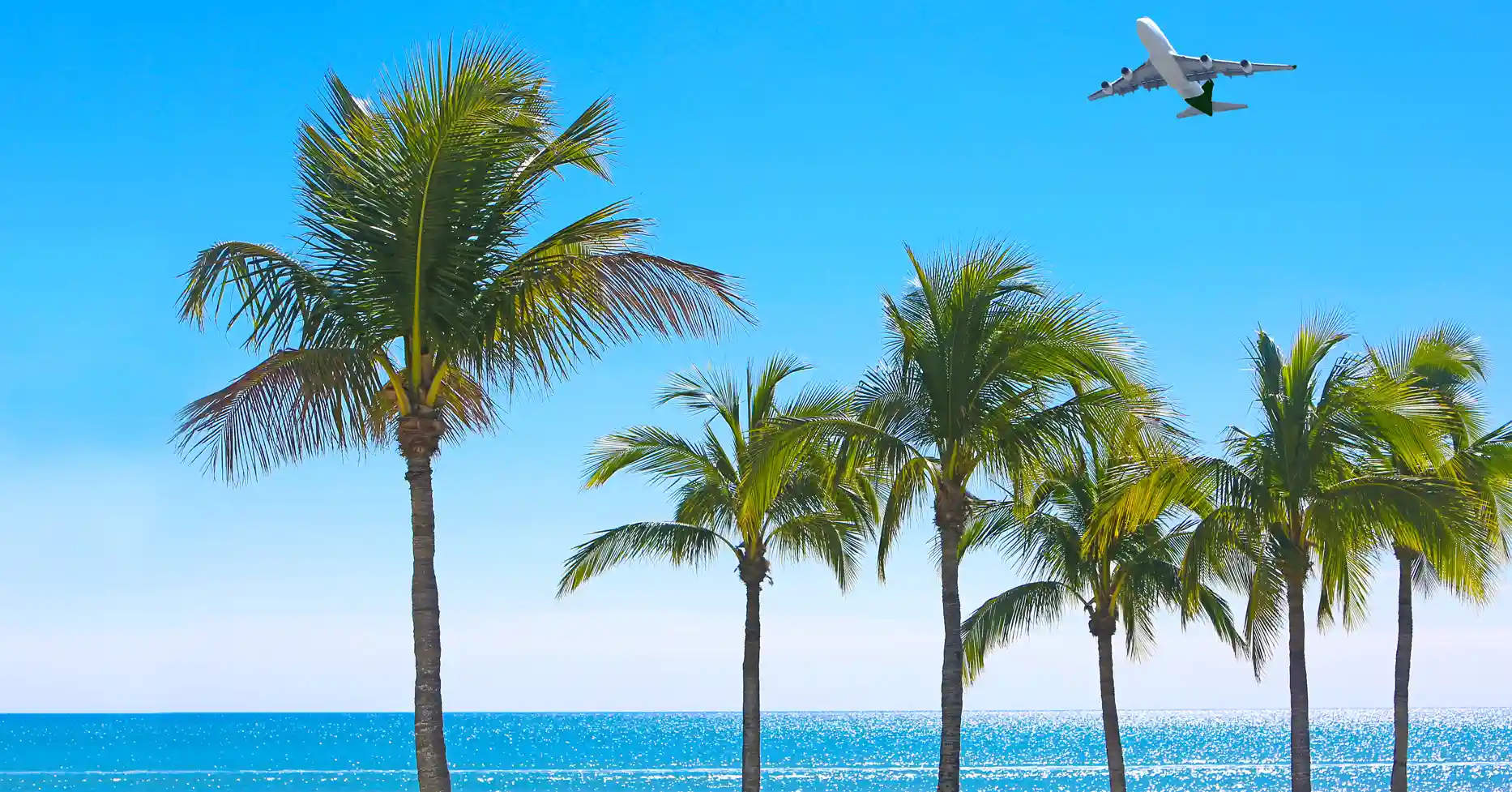Row of palm trees on sunny beach in front of calm ocean as airplane flies overhead