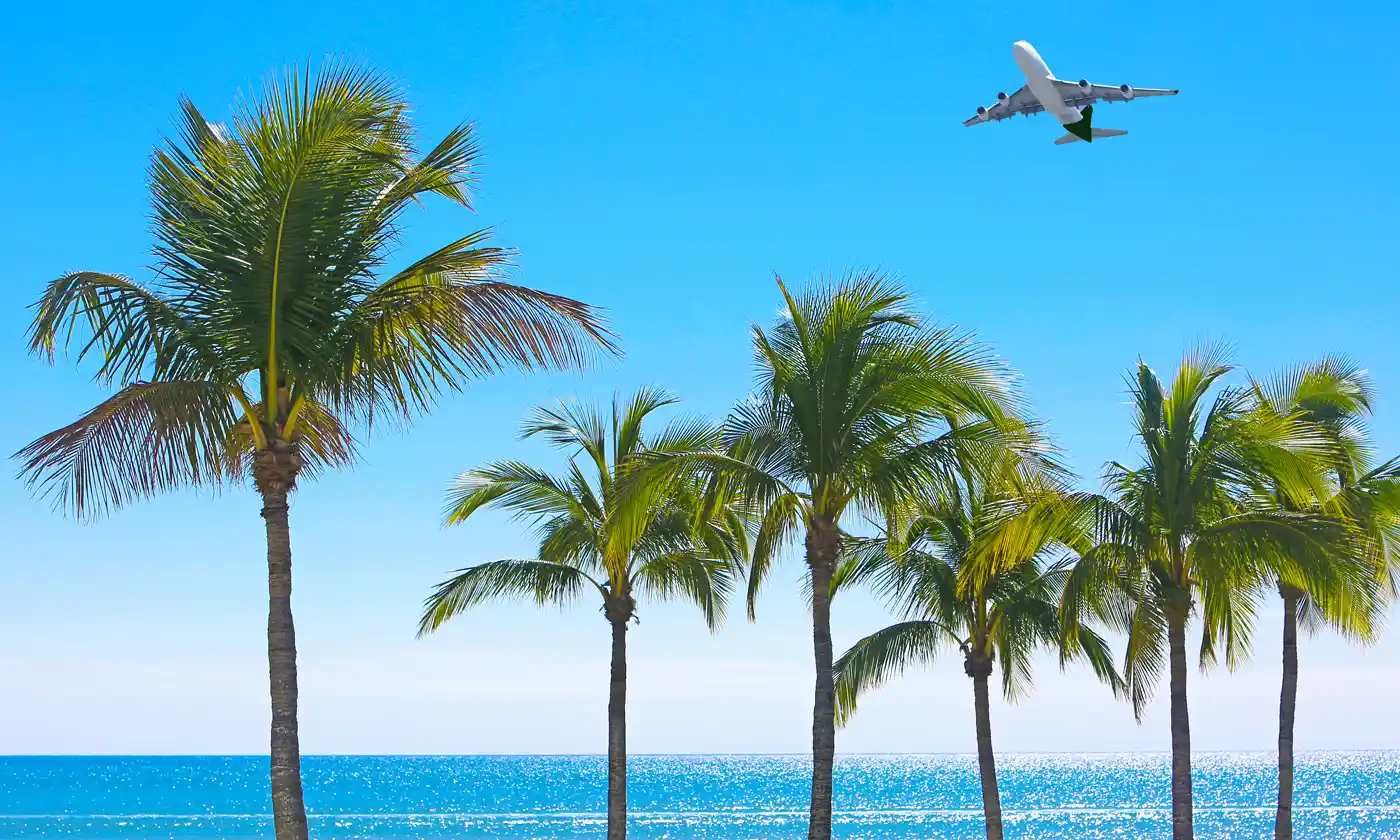 Plane flying above rows of palm trees on beach